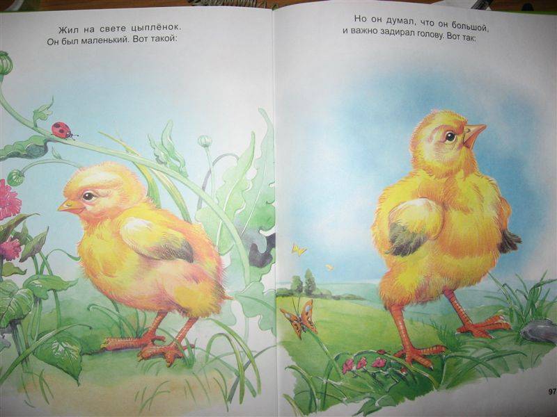 Песни у нас живет цыпленок. Книга цыпленок Чуковский. Иллюстрации к книге цыпленок. Сказка про цыпленка.
