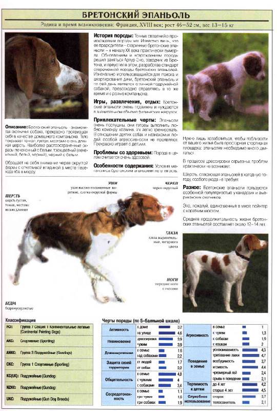 Иллюстрация 3 из 12 для Все о самых популярных породах собак - Джульетта Мей | Лабиринт - книги. Источник: Кнопа2