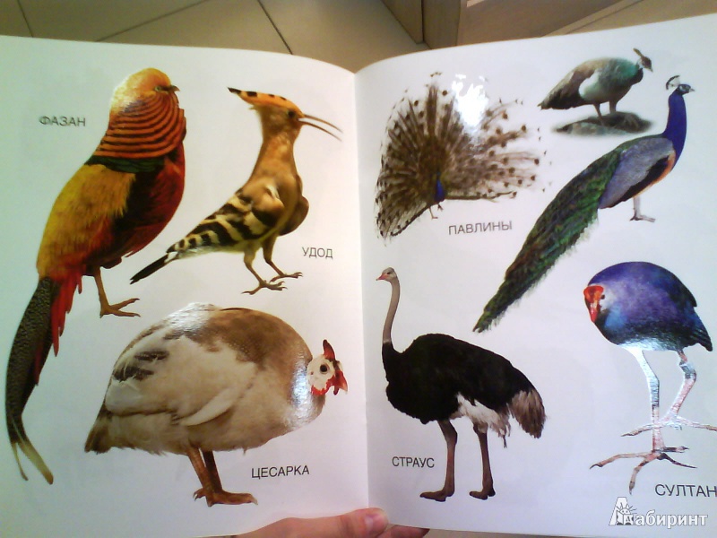 Иллюстрация 4 из 8 для Мои блестящие книжки. Птицы | Лабиринт - книги. Источник: Мила