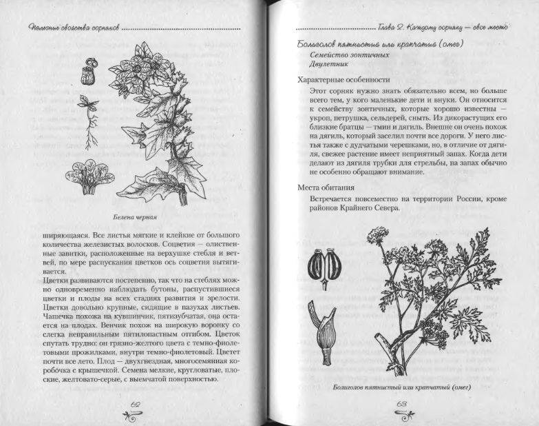 Иллюстрация 4 из 38 для Полезные свойства сорняков - Нелли Кислова | Лабиринт - книги. Источник: enotniydrug