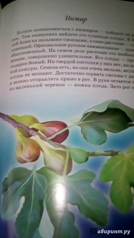 Иллюстрация 24 из 28 для Растения из Красной книги России - Юлия Дунаева | Лабиринт - книги. Источник: Смирнова Марина