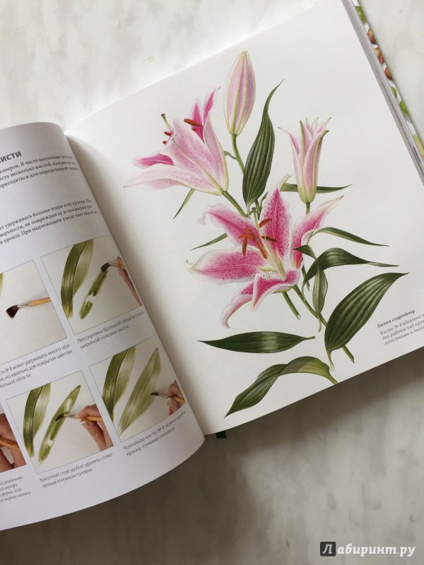 Иллюстрация 36 из 80 для Ботанические портреты. Практическое руководство по рисованию акварелью - Билли Шоуэлл | Лабиринт - книги. Источник: Artlover  Vera
