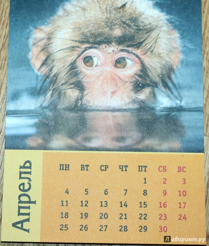 Иллюстрация 5 из 12 для Календарь на магните. 2016 Год обезьяны (прямоугольный) | Лабиринт - сувениры. Источник: Террил