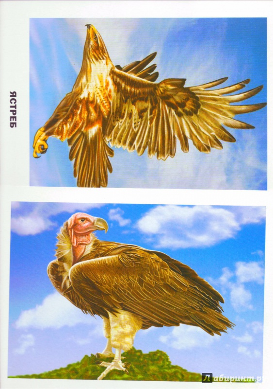 Иллюстрация 7 из 48 для Обучающие карточки. Птицы | Лабиринт - игрушки. Источник: Халтурина  Оксана