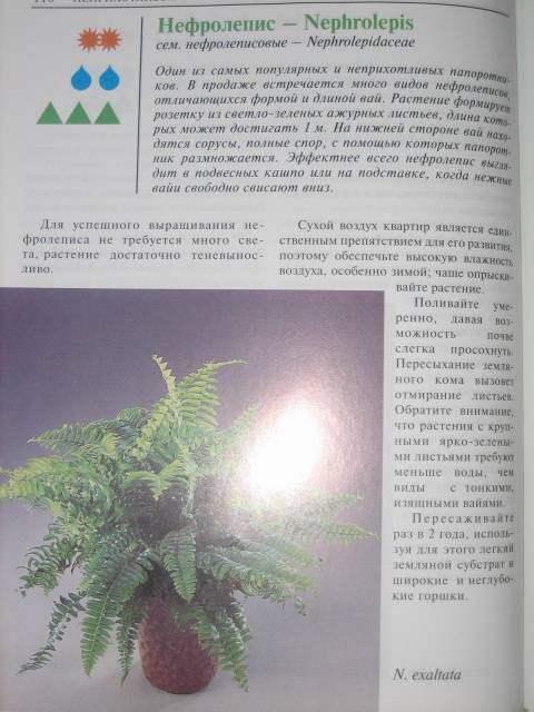 Иллюстрация 13 из 15 для Неприхотливые комнатные растения - Елена Лебедева | Лабиринт - книги. Источник: МЕГ
