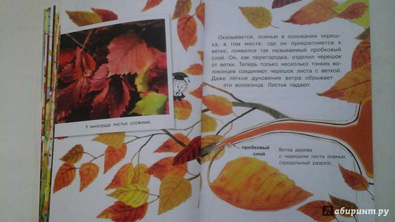 Иллюстрация 45 из 50 для Почему осенью листопад? - Георгий Граубин | Лабиринт - книги. Источник: manyaa