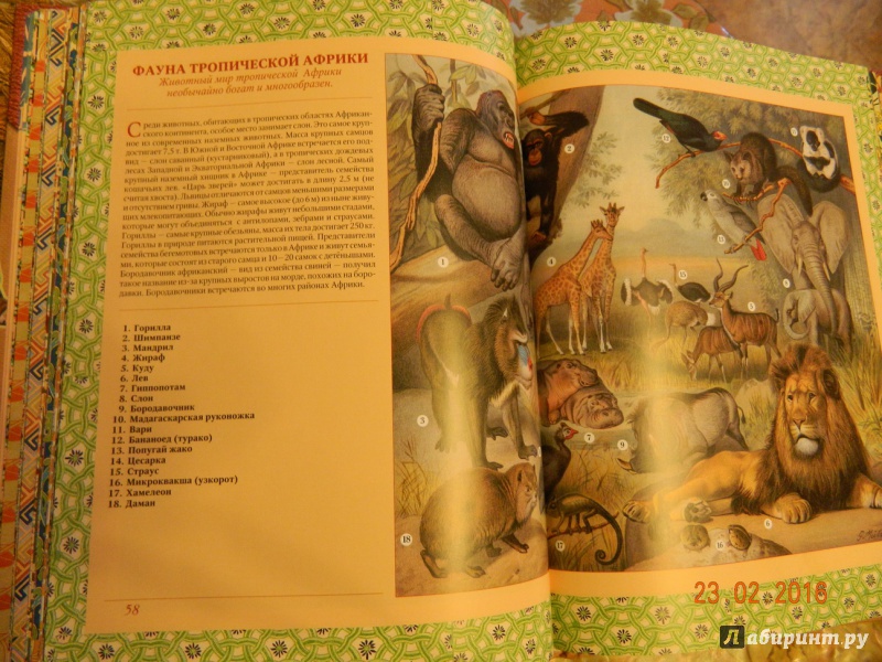 Иллюстрация 8 из 28 для Животные. Растения | Лабиринт - книги. Источник: Лазарева  Екатерина Геннадьевна