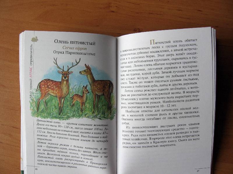 Иллюстрация 27 из 28 для Атлас. Животные леса (3582) - Бровкина, Сивоглазов | Лабиринт - книги. Источник: Red cat ;)