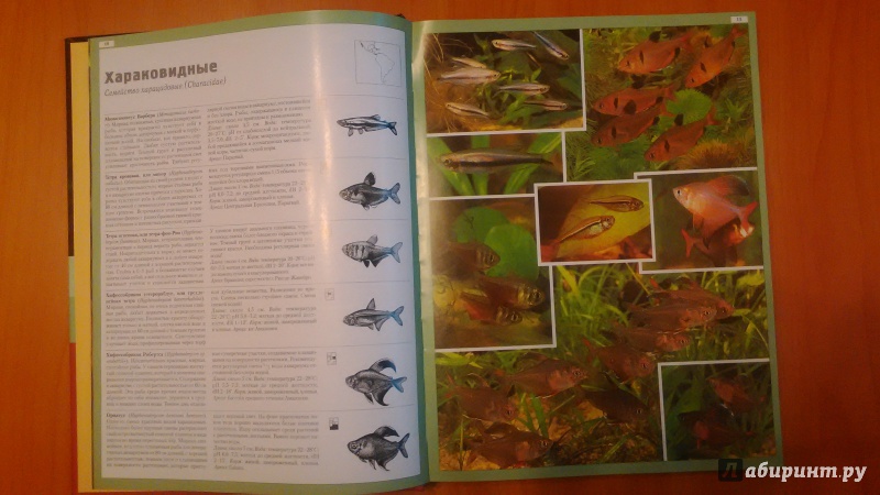 Иллюстрация 2 из 18 для Атлас аквариумных рыб. 1000 видов - Каль, Каль, Фогт | Лабиринт - книги. Источник: Ольгуша