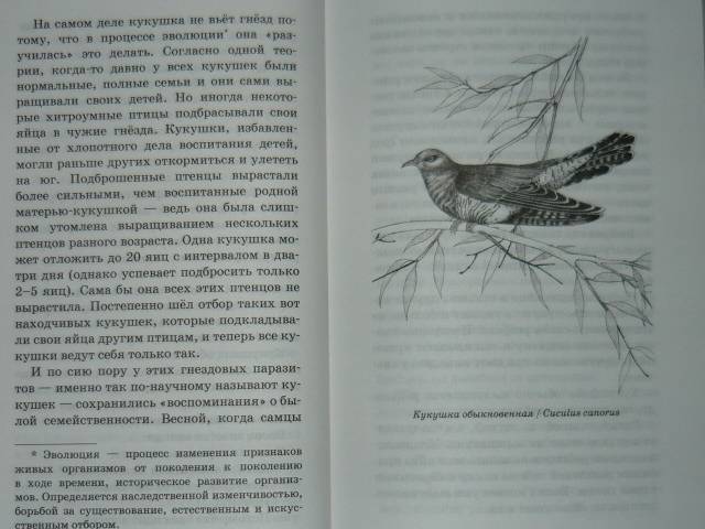 Иллюстрация 10 из 39 для О людях и птицах - Ольга Кувыкина | Лабиринт - книги. Источник: Ромашка:-)
