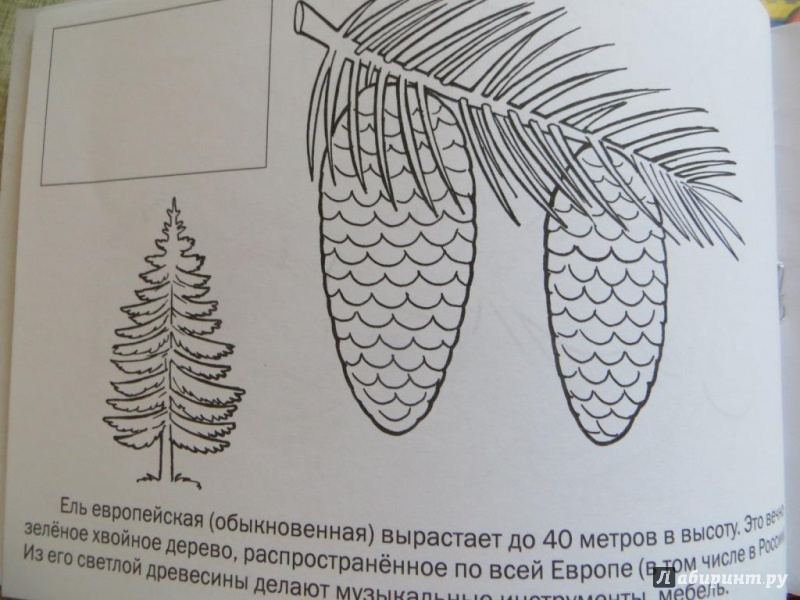Иллюстрация 5 из 12 для Мои первые уроки. Деревья и листья | Лабиринт - книги. Источник: Ko-ren