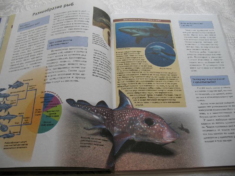 Иллюстрация 4 из 17 для Рыбы - Торстен Фишер | Лабиринт - книги. Источник: tayana