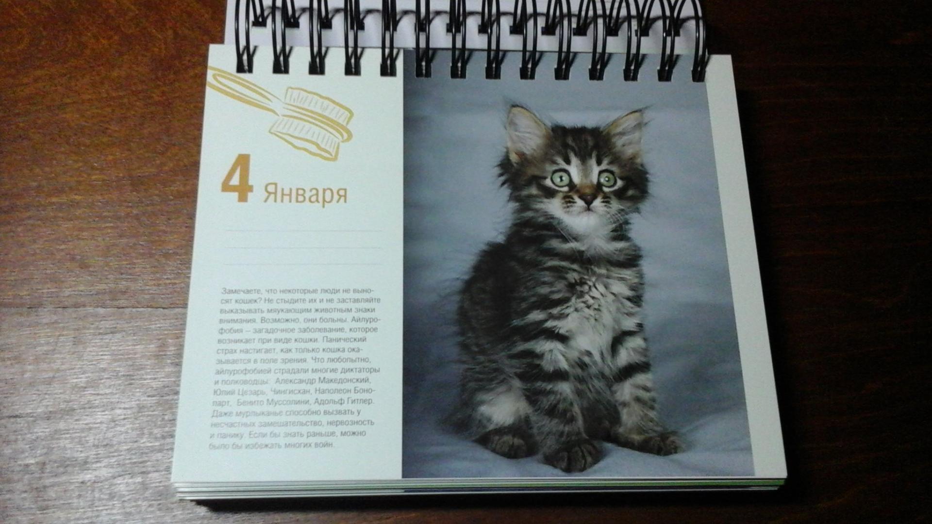 Иллюстрация 30 из 37 для Календарь "Котики. Лучшие кото-фото. 365 дней в году", универсальный - Евгения Гюнтер | Лабиринт - сувениры. Источник: ЛиС-а