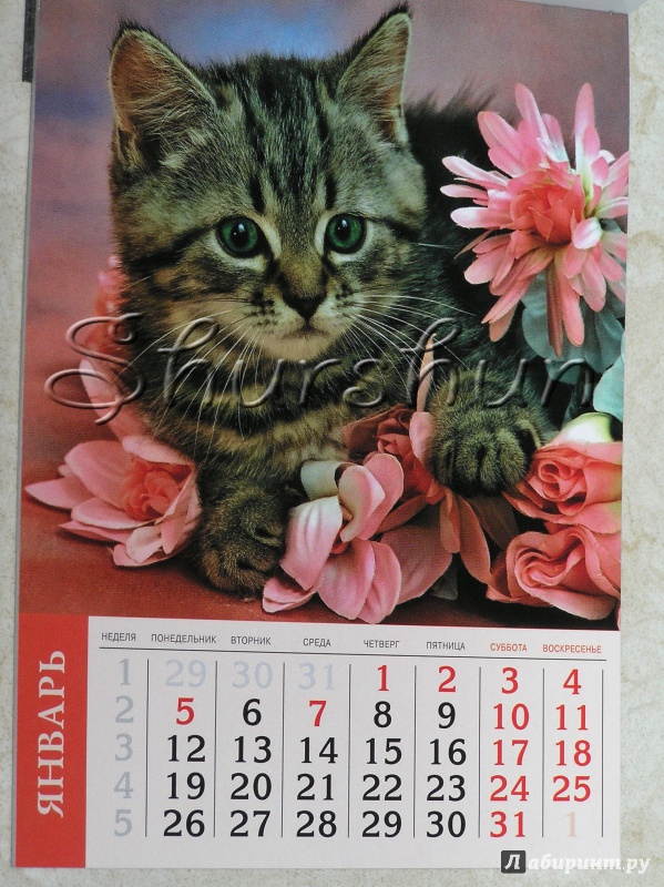 Иллюстрация 14 из 19 для Календарь на 2015 год "Кошки" (на магнитном креплении) (35772-36) | Лабиринт - сувениры. Источник: Shurshun