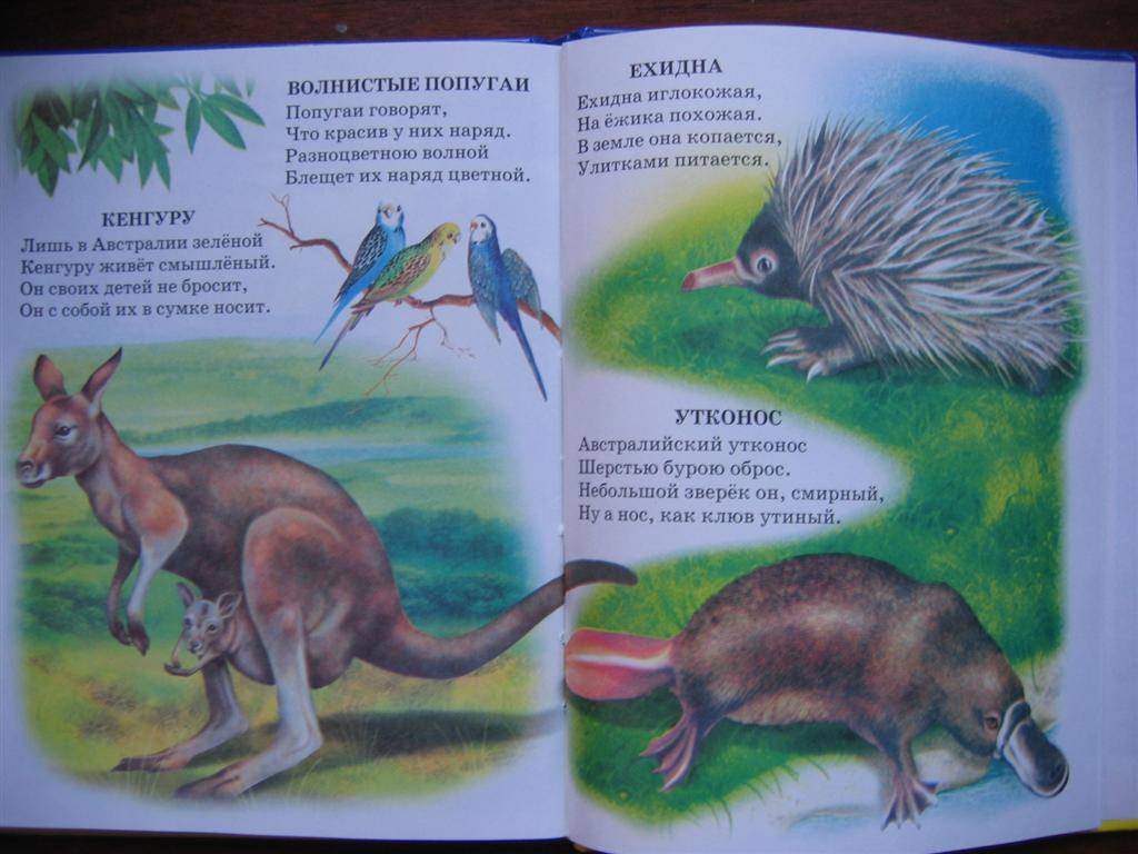 Иллюстрация 1 из 16 для Атлас животного мира - Владимир Степанов | Лабиринт - книги. Источник: Крошка Сью