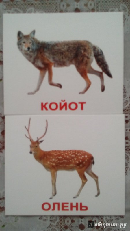 Иллюстрация 25 из 34 для Комплект мини-карточек "Дикие животные" | Лабиринт - игрушки. Источник: Шарова  Юлия