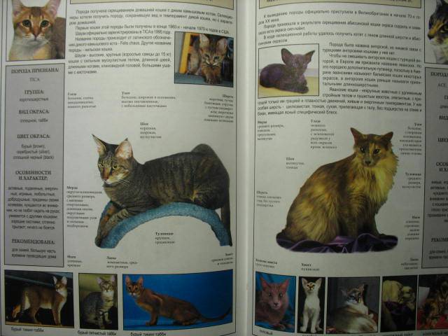 Иллюстрация 22 из 39 для Все о породах кошек - Джульетта Мей | Лабиринт - книги. Источник: kolobus