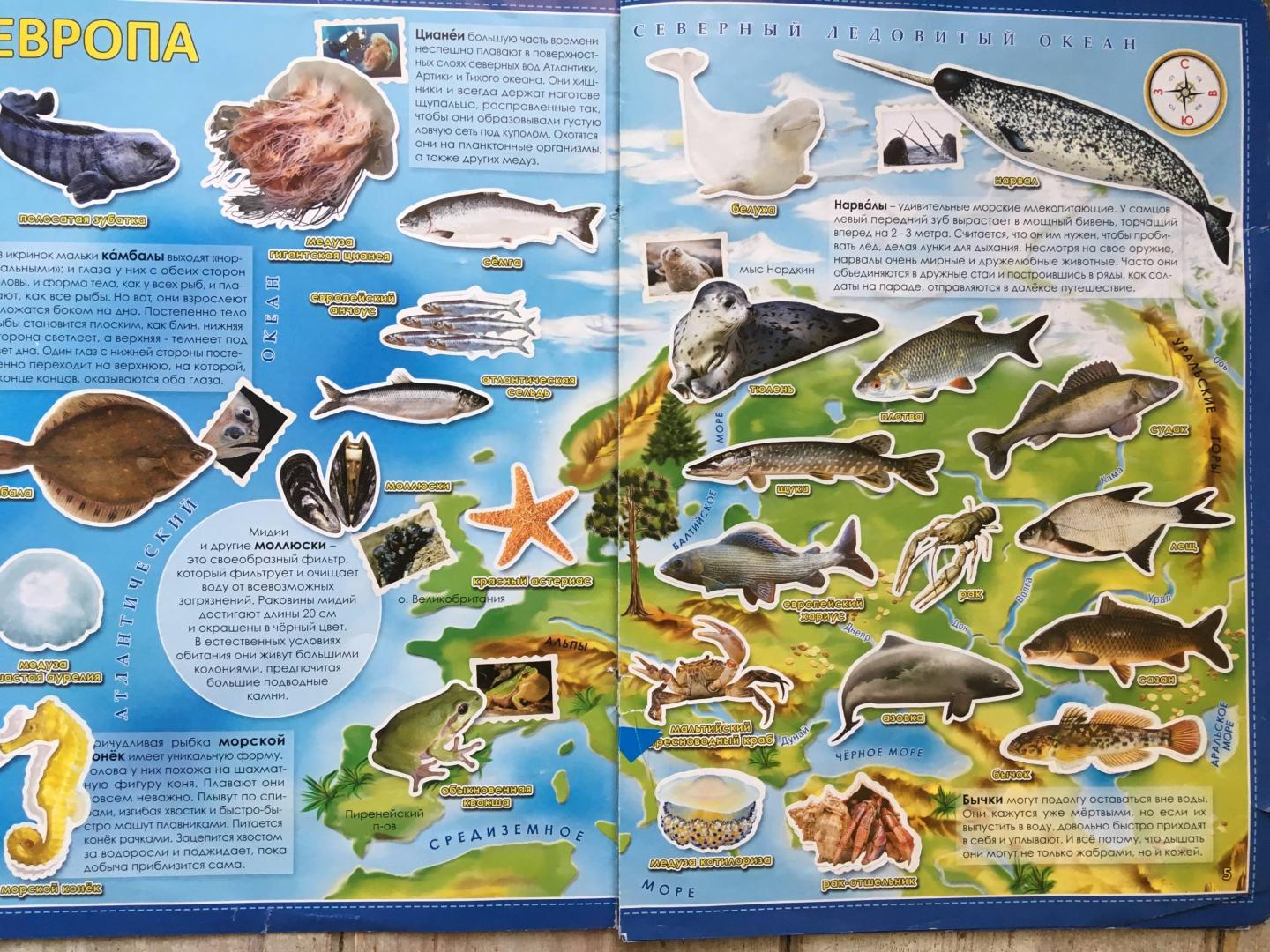 Иллюстрация 21 из 22 для Обитатели рек, морей и океанов. Атлас мира с наклейками | Лабиринт - книги. Источник: Лабиринт