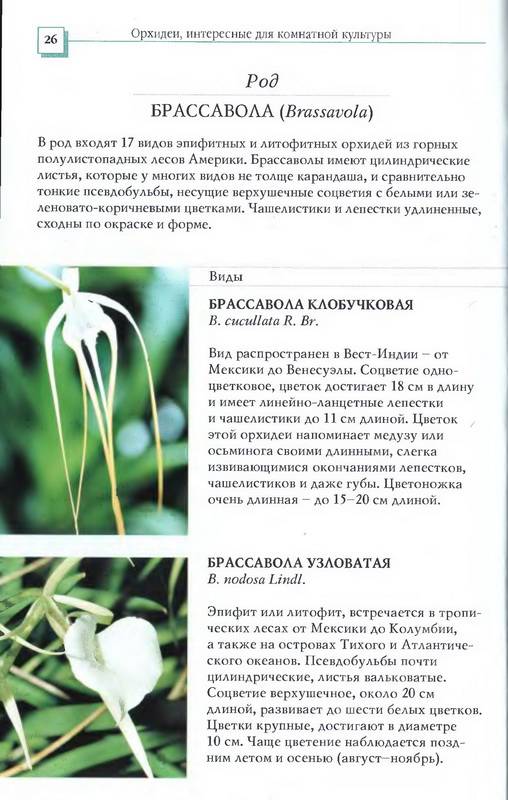 Иллюстрация 32 из 34 для Орхидеи - Коломейцева, Герасимов | Лабиринт - книги. Источник: Ялина
