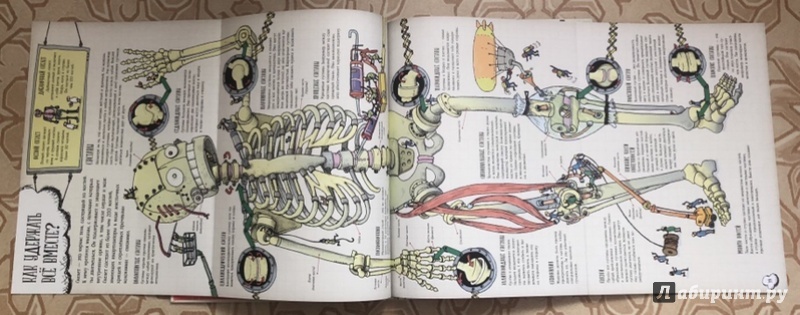Иллюстрация 6 из 169 для Большое путешествие по телу человека - Джон Фарндон | Лабиринт - книги. Источник: Конева  Светлана Анатольевна