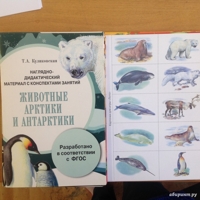 Иллюстрация 5 из 11 для Папка "Животные Арктики и Антарктики". Наглядно-дидактический материал с конспектами занятий. ФГОС - Т. Куликовская | Лабиринт - книги. Источник: Екатерина Simba