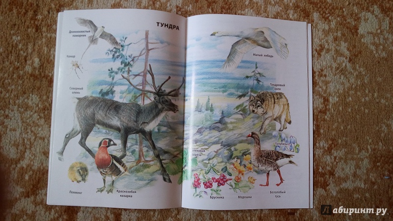 Иллюстрация 13 из 32 для Природные зоны России | Лабиринт - книги. Источник: Ивашкина  Анна Андреевна