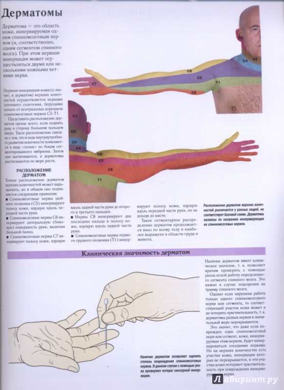 Иллюстрация 11 из 27 для Самый полный атлас по анатомии и физиологии | Лабиринт - книги. Источник: lidiya15