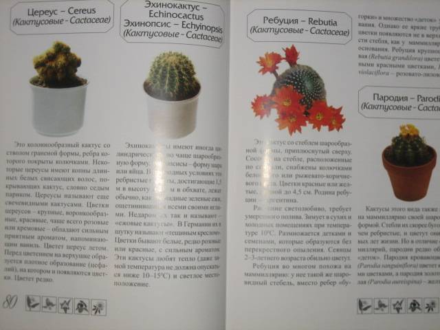 Иллюстрация 8 из 9 для Цветущие комнатные растения - В. Матюшина | Лабиринт - книги. Источник: МЕГ