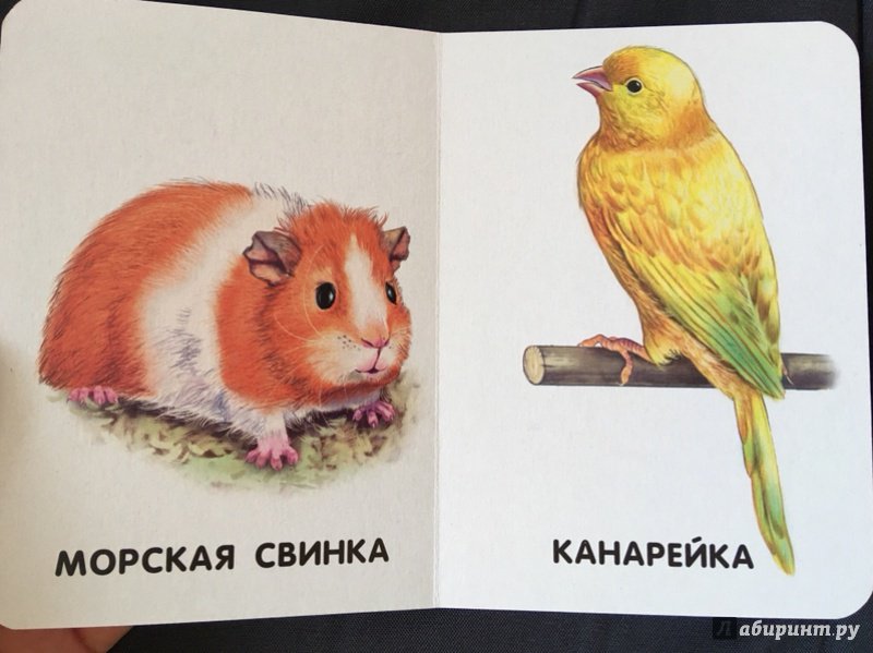 Иллюстрация 27 из 29 для Домашние животные | Лабиринт - книги. Источник: Настя  Настя