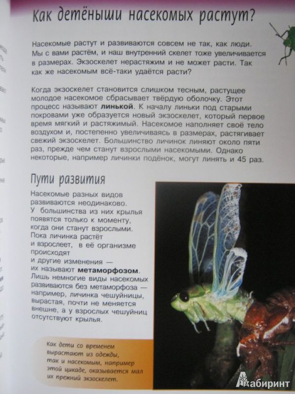 Иллюстрация 4 из 27 для Жизненный цикл насекомых - Спилсбери, Спилсбери | Лабиринт - книги. Источник: Евгения39