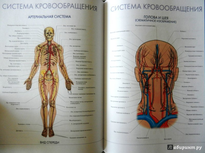 Анатомия человека. Анатомический атлас. Человек атлас анатомии человека. Анатомия человека атлас внутренних органов.
