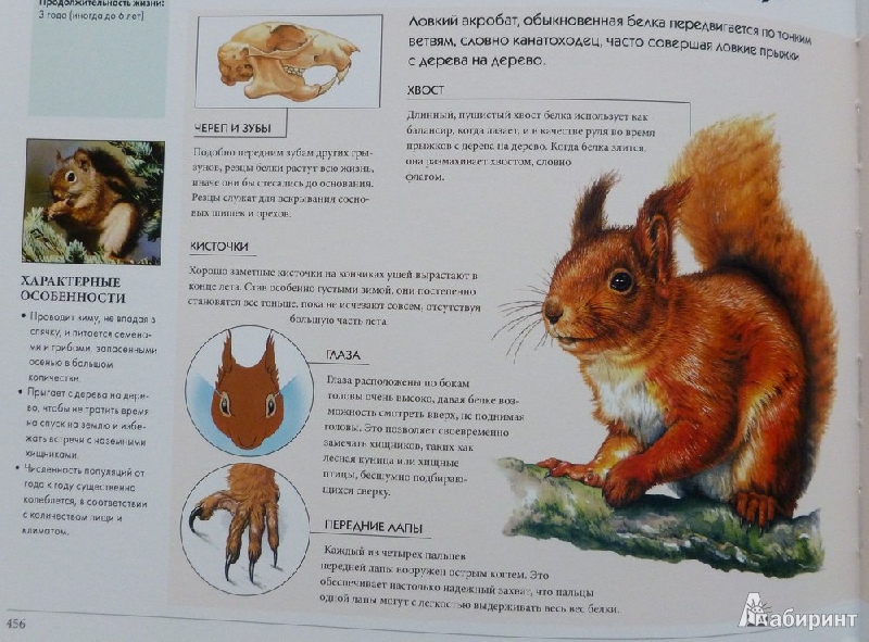 Иллюстрация 19 из 27 для Мегаэнциклопедия. Животные | Лабиринт - книги. Источник: дева