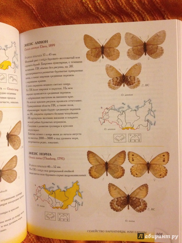 Иллюстрация 42 из 53 для Определитель бабочек России. Дневные бабочки - Сочивко, Каабак | Лабиринт - книги. Источник: arawacus