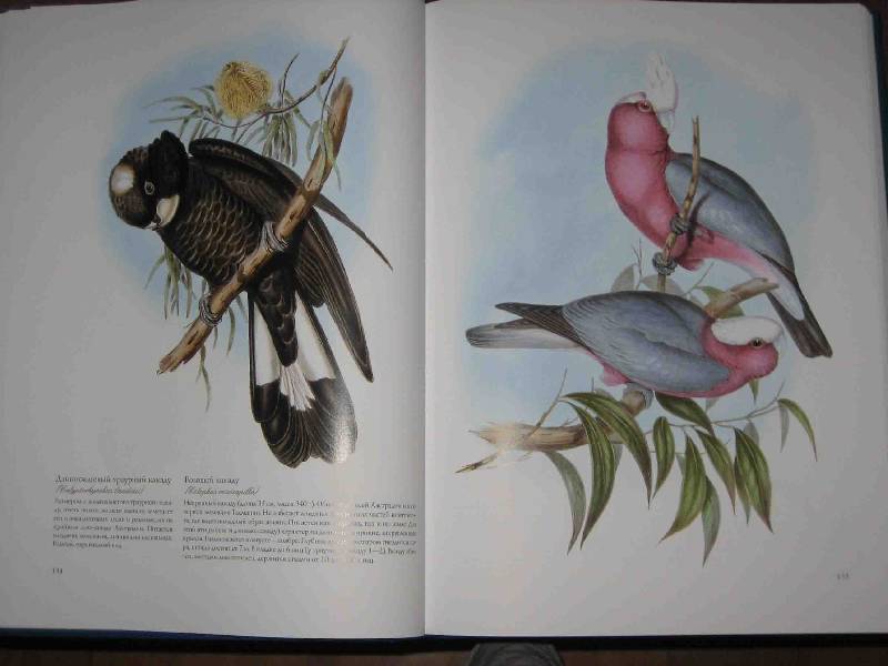 Иллюстрация 46 из 51 для Птицы Австралии (в футляре) - Джон Гульд | Лабиринт - книги. Источник: Трухина Ирина