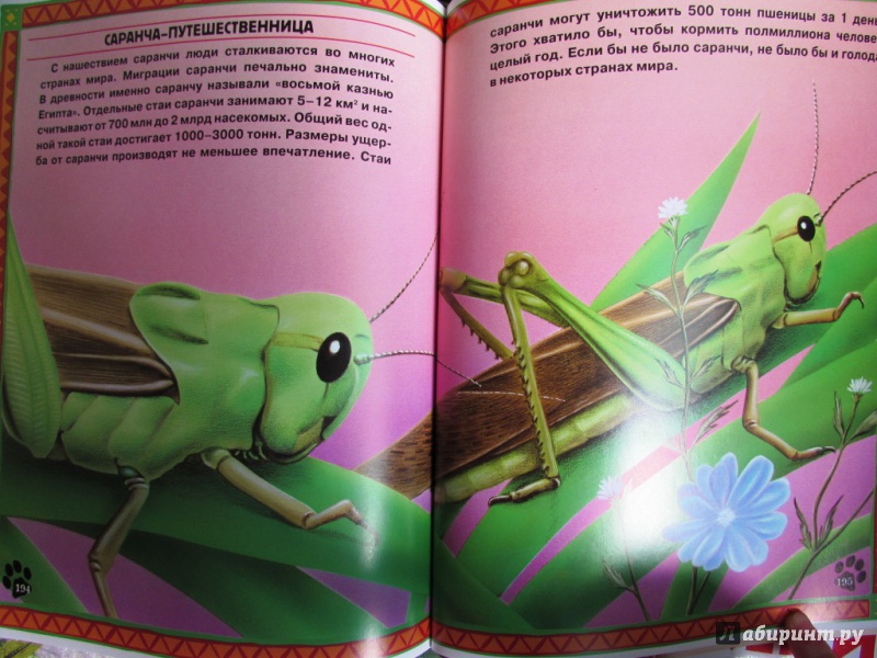 Иллюстрация 12 из 17 для Большие и маленькие. Интересные факты о животных | Лабиринт - книги. Источник: настя тимарг