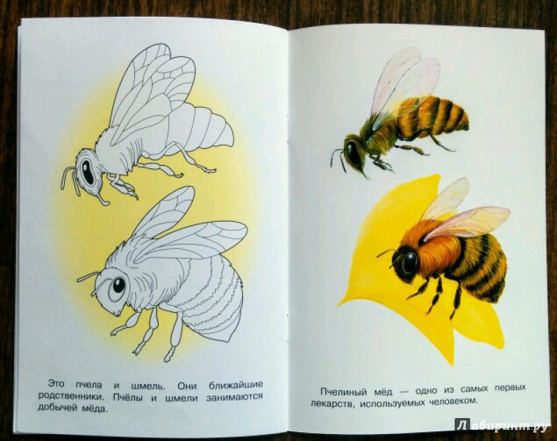 Иллюстрация 31 из 31 для Раскраска. Раскрашиваем и учимся. Насекомые | Лабиринт - книги. Источник: Natalie Leigh