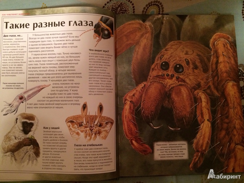 Иллюстрация 2 из 54 для Мир удивительных животных - Стоунхауз, Бертрам | Лабиринт - книги. Источник: Лосева  Олеся