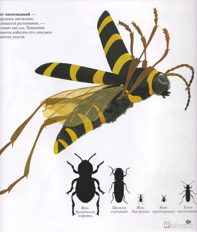 Иллюстрация 36 из 43 для В мире жуков. Интересные факты о животных - Стив Дженкинс | Лабиринт - книги. Источник: Трубадур