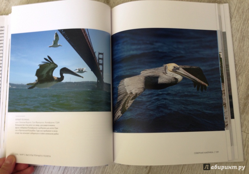 Иллюстрация 32 из 45 для Мир с высоты птичьего полета - Джон Доунер | Лабиринт - книги. Источник: Elesy