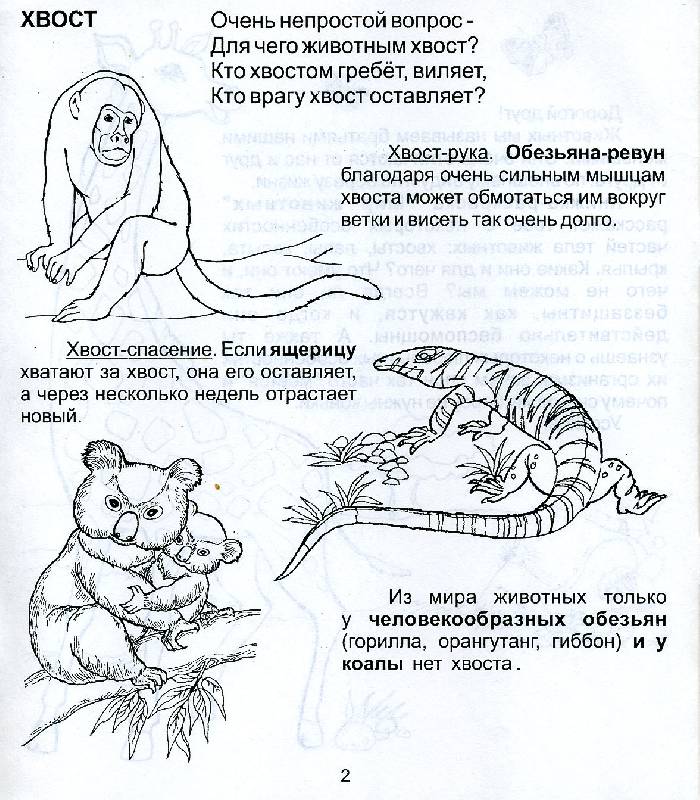 Иллюстрация 2 из 3 для Мир животных. Для детей 5-7 лет (939) | Лабиринт - книги. Источник: РИВА
