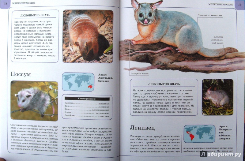 Иллюстрация 26 из 31 для Животные | Лабиринт - книги. Источник: Соловьев  Владимир