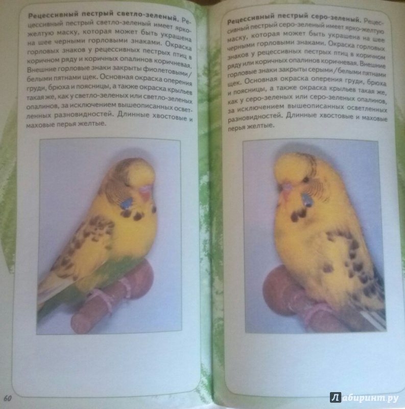 Иллюстрация 7 из 7 для Самые популярные волнистые попугайчики - Тео Винс | Лабиринт - книги. Источник: SiB