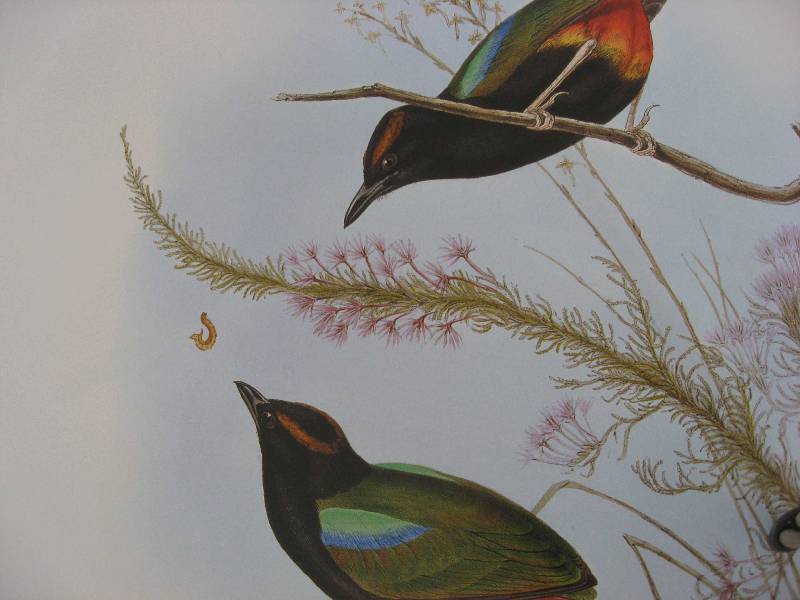 Иллюстрация 32 из 51 для Птицы Австралии (в футляре) - Джон Гульд | Лабиринт - книги. Источник: Нюта
