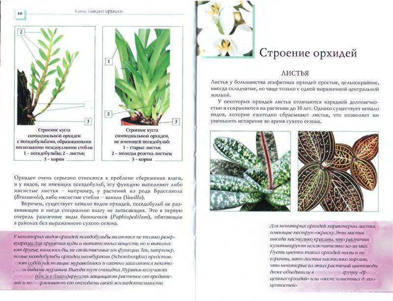 Иллюстрация 7 из 34 для Орхидеи - Коломейцева, Герасимов | Лабиринт - книги. Источник: Юта