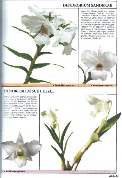 Иллюстрация 9 из 21 для Самые неприхотливые орхидеи - Рой Маккалистер | Лабиринт - книги. Источник: Юта