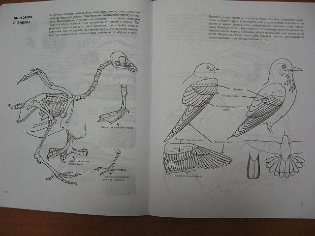 Иллюстрация 12 из 27 для Учитесь рисовать птиц - Дэвид Браун | Лабиринт - книги. Источник: rizik