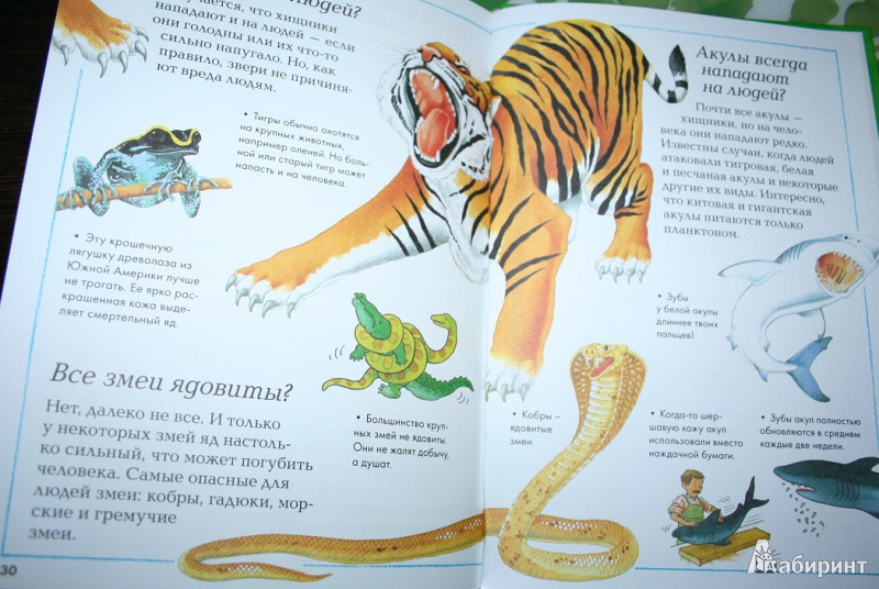 Иллюстрация 16 из 17 для Мир животных | Лабиринт - книги. Источник: Торос  Анна Ивановна