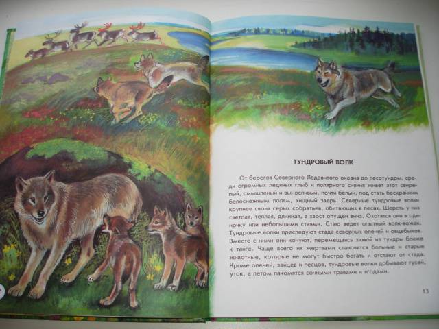 Иллюстрация 17 из 40 для Азбука живой природы - Александр Барков | Лабиринт - книги. Источник: Осьминожка