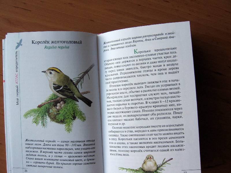 Иллюстрация 29 из 38 для Птицы леса - Бровкина, Сивоглазов | Лабиринт - книги. Источник: Red cat ;)