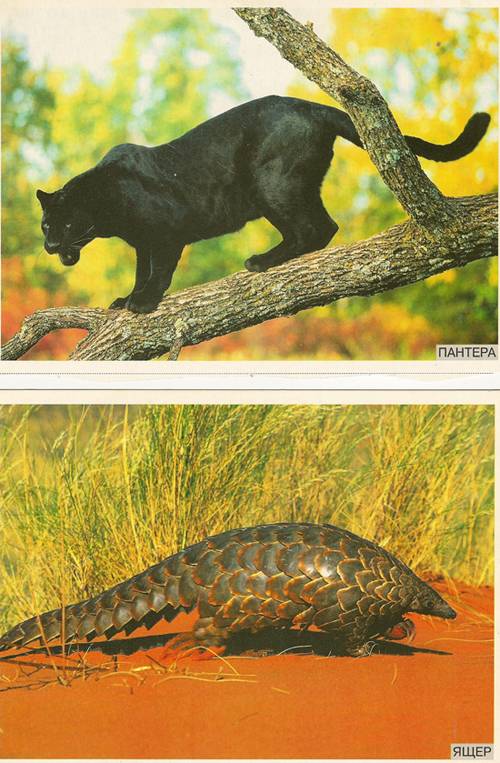 Иллюстрация 3 из 9 для Мир в картинках: Животные жарких стран. 3-7 лет. | Лабиринт - книги. Источник: farnor